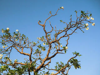 plumeria tree