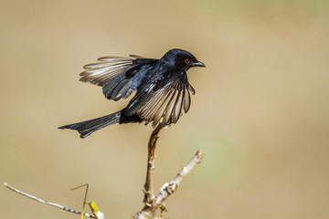Fork-tailed Drongo in Kruger National park, South Africa