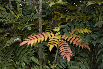 Mahonia x media
