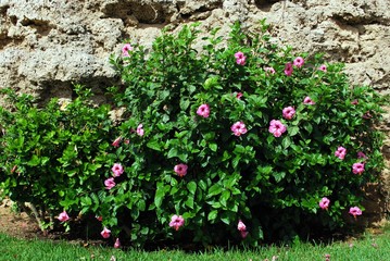 Naklejka premium Pink rose of china bush in bloom, Spain.
