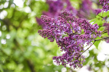 Blooming lilac flowers in garden, spring time.