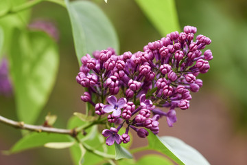 Blooming lilac flowers in garden, spring time.