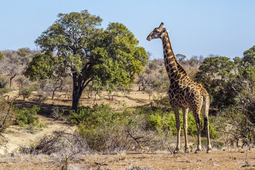 Naklejka na ściany i meble Giraffe in Kruger National park, South Africa