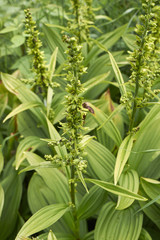 Fototapeta premium Veratrum viride