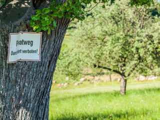 Baumgrunstück im frühjahr