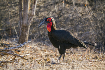 Southern Ground-Hornbill in Kruger National park, South Africa