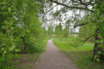 Alley under a tree on a cloudy day