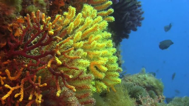 Deep water reefs Violescent sea-whip gorgones, Spain