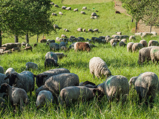Schafe auf der Weide