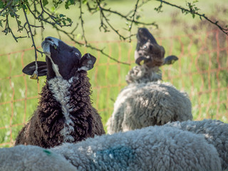 Schafe auf der Weide