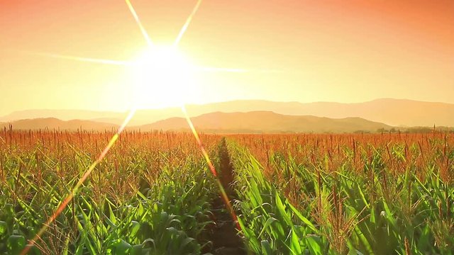 Corn farm in Thailand : Crane shot with flare 
