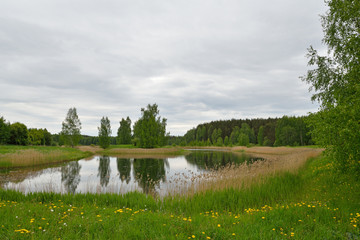 Пейзаж: деревья, озеро, камыш в пасмурный день на территории государственного музея-заповедника А.С. Пушкина - Петровское