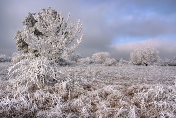 Rauhreif am Wintermorgen
