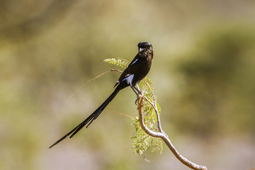 Magpie Shrike in Kruger National park, South Africa