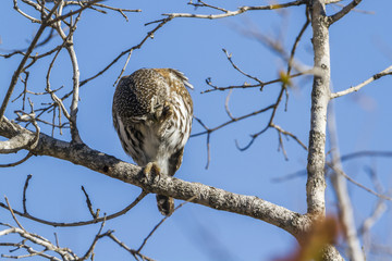 Pearl-spotted Owlet in Kruger National park, South Africa
