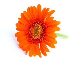 orange gerbera flower on a white background