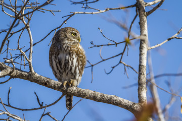 Pearl-spotted Owlet in Kruger National park, South Africa