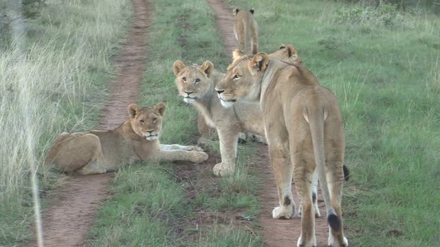 Group lions