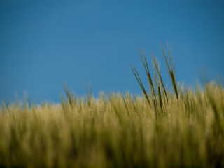 Gerstenfeld im Frühjahr