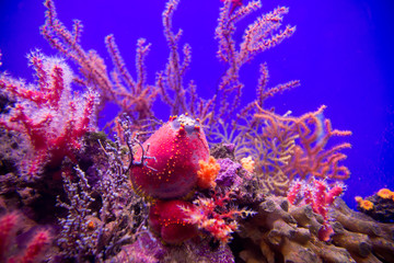 Coral reef of pink color