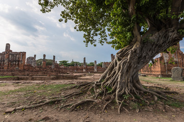 Fototapeta premium Root Root of the tree in Ayutthaya temple ruins