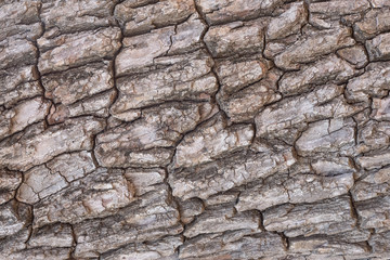 tree bark texture background