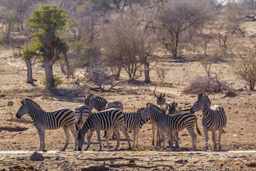 Obraz premium Plains zebra in Kruger National park, South Africa