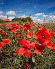 Obraz premium poppy field