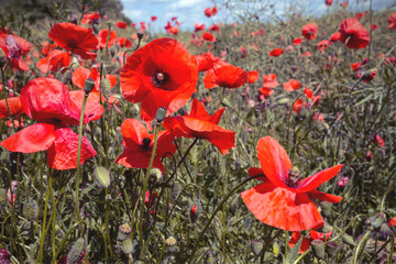 poppy field