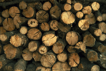 Firewood
