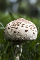 mushrooms in a feild 