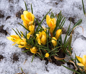 цветы крокуса желтого первоцветы