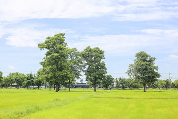 Cornfield in thailand