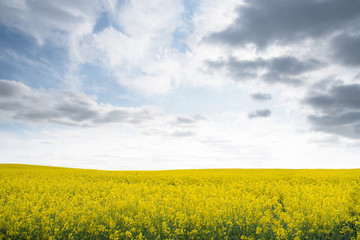lush yellow rapeseed field under beautiful sky
