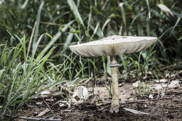 mushrooms in a feild 