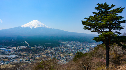 Landscape of Mount Fuji volcano and a lone pine tree in Japan