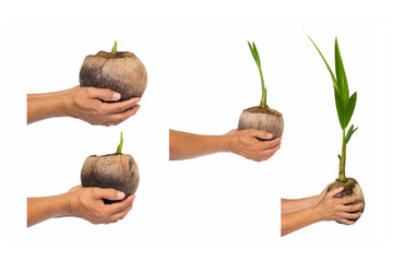 seedling of coconut tree isolate