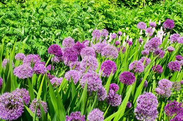 Obraz premium Group of large purple Alliums
