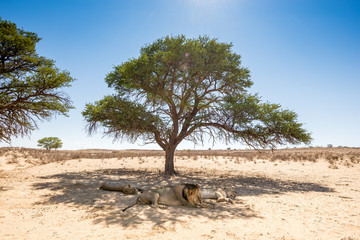 dösendes Löwenrudel unter Baum in der Kalahari