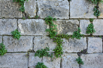 Tiled stone wall with green creeper plant with copy space