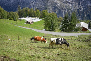 Fototapeta na wymiar Cows eating on meadows sunshine with landscape in the snow Alps mountain, autumn Switzerland