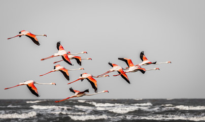 Flights of fancy