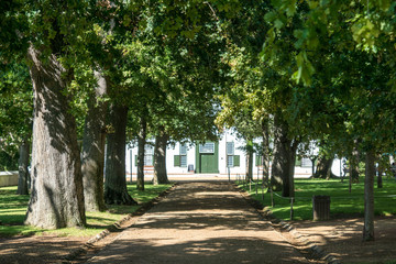 Allee beim Weingut Groot Constantia nahe Kapstadt