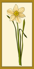 Daffodils, colored vector images. Hand drawn illustration
