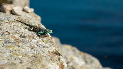 Agame am Kap der Guten Hoffnung