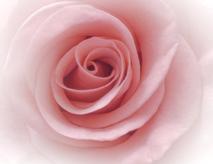 Obraz na płótnie Canvas Pink rose macro