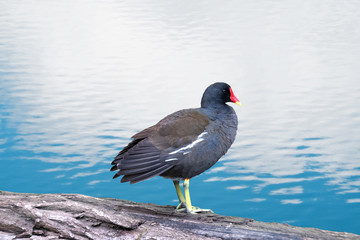 Gallinule poule-d'eau -Gallinula chloropus