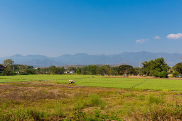 Rice fields in Pai village