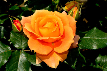 バラ、万葉（マンヨウ）/オレンジ色の中輪で花付が良い。晴天下で本当の色を出す。