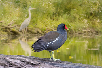 Naklejka premium Gallinule poule-d'eau -Gallinula chloropus